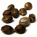 Семена марихуаны АК-47  (Seeds AK-47) в Минеральных Водах